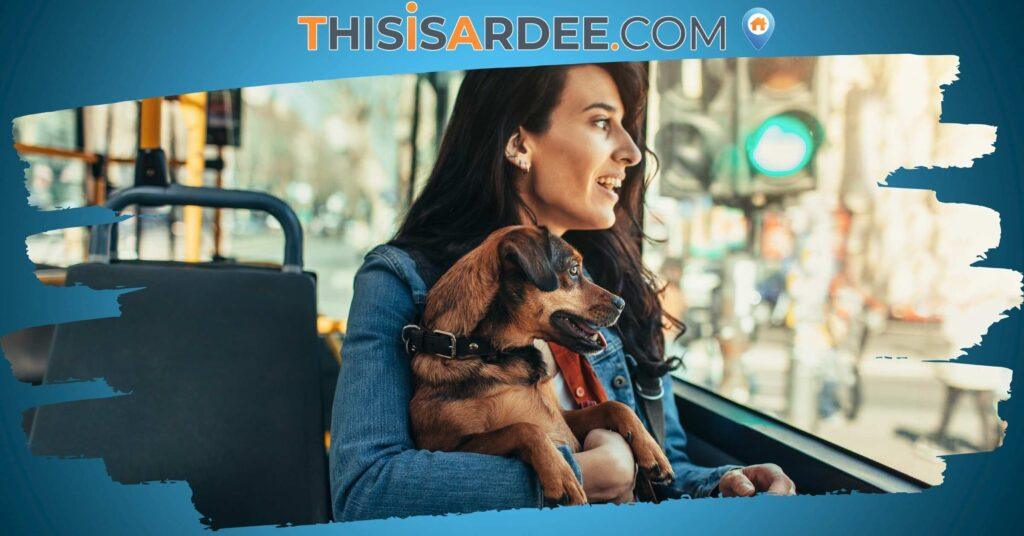 NTA Proposes Relaxed Pet Rules on Irish Public Transport